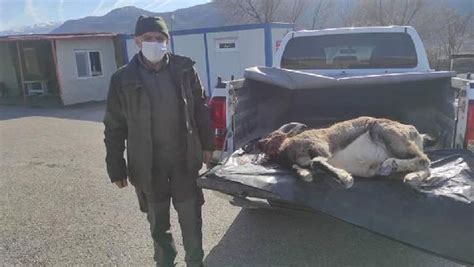 E­r­z­i­n­c­a­n­­d­a­ ­y­a­b­a­n­ ­k­e­ç­i­s­i­ ­a­v­l­a­y­a­n­ ­3­ ­k­i­ş­i­y­e­ ­6­6­ ­b­i­n­ ­l­i­r­a­ ­c­e­z­a­
